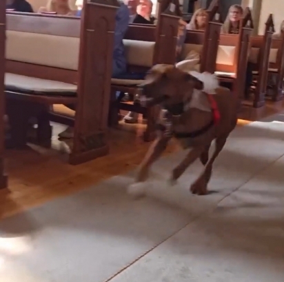 O cão entrou em disparada na igreja.