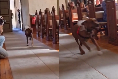 Cão gigante faz 2 meses de treino para entrar calmo, mas tudo sai do controle no dia do casamento.