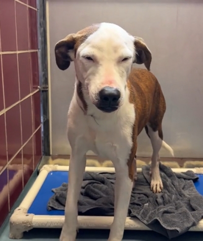 A cachorrinha Bella.