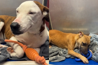 Jovem doa brinquedos para cães de abrigo e se emociona ao receber o sorriso de gratidão mais doce.