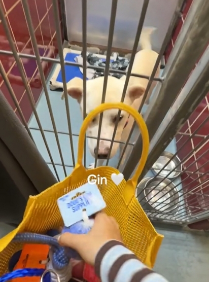 O cachorrinho Gin.