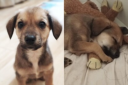 O cãozinho chegou com pouco mais de 2 meses.