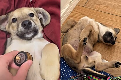 Conheça Bulbassauro, o cachorro que sofre de carência em estado terminal