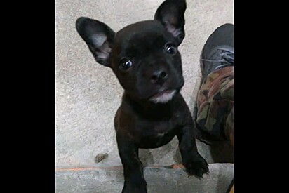 Família adota filhote acreditando ser um bulldogue, mas pet cresce e fica totalmente diferente.
