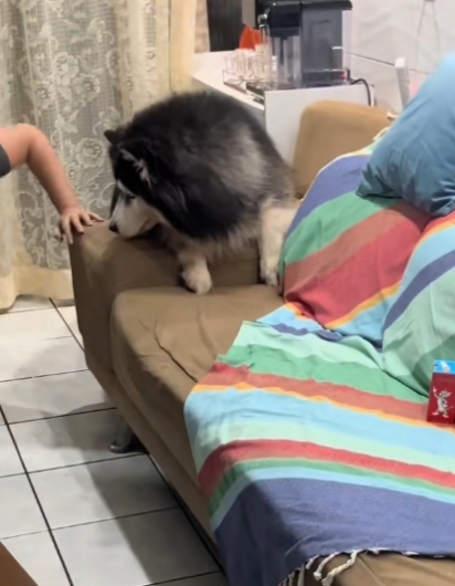 O cachorro apenas pulou no sofá. 