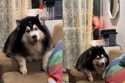 ‘Isso é coisa de gato: Cão de guarda acima do peso é o primeiro a correr ao ver roedor e cena diverte 