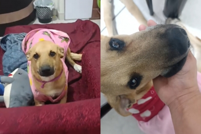 Akira, uma cadela vira-lata caramelo.