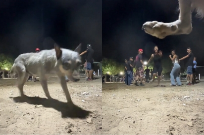 Cachorrinho se esforça para criar efeito de chuva na gravação de amigos e jovem sai correndo desesperada ao notar.