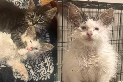 Conheça Toast, a gata que parece ter acordado da soneca mais longa de todas