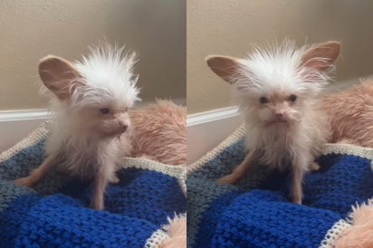 Cão misturinha de chihuahua nasce com o cabelo espetado e fica famoso por ser o menor fiapo de manga possível