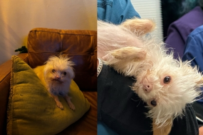 Os pelinhos arrepiados são o charme do cão.