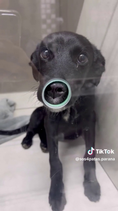 O cãozinho foi levado para atendimento veterinário.