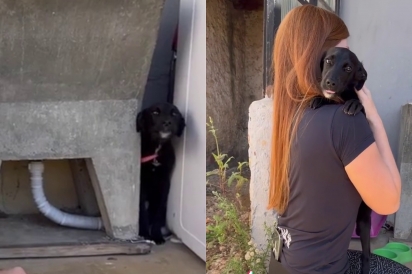 Cachorrinho que vivia assustado chora de emoção ao abraçar protetora e descobrir que existe pessoas boas.