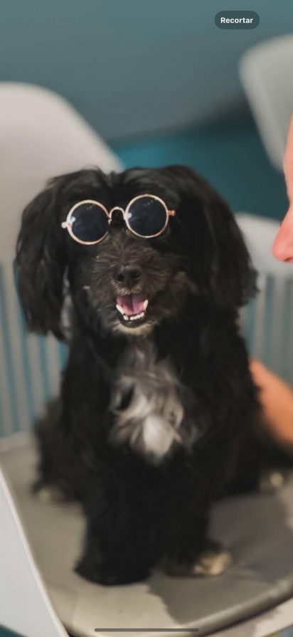 Velma foi uma cachorrinha muito amada por sua família.