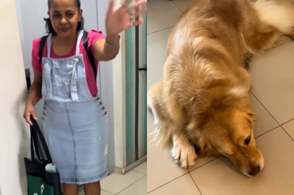 Tentando manipular, cão golden retriever se deita no chão e faz cara de triste toda vez que amiga vai embora