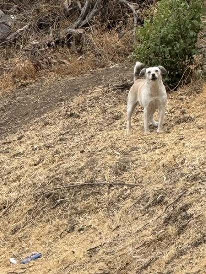 As cachorrinhas forama abandonadas no parque próximo da cidade.