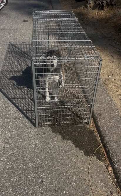 As cachorrinhas foram resgatadas e encaminhadas para lares temporários.