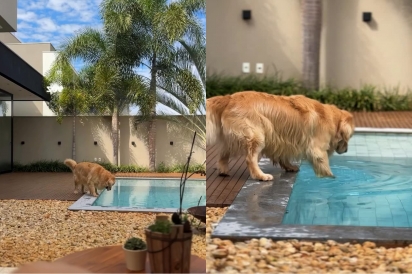 Tutora mostra porque não tem um dia de paz com seu golden retriever.