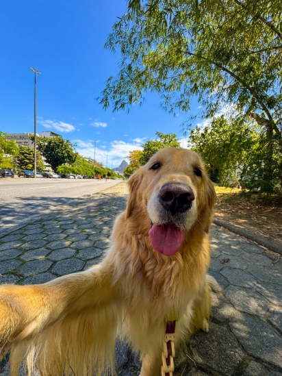 Alfredo é um golden retriever muito simpático que tem milhares de seguidores no Instagram.