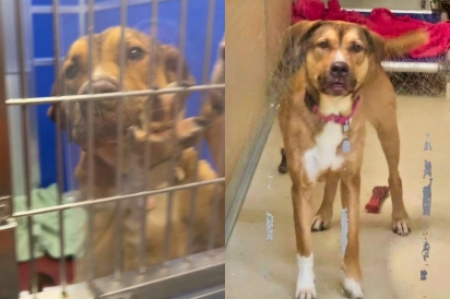 Aguardando triste fim, cão caramelo se segura nas grades de canil esperando por um milagre