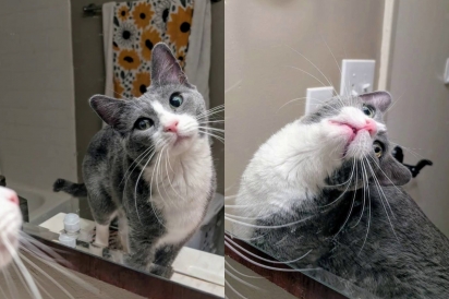 Gato bonito e convencido descobre seu reflexo no espelho e agora vive obcecado por ele mesmo