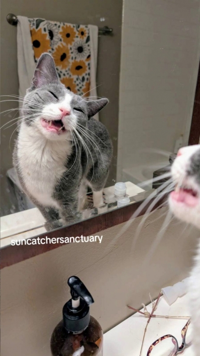 O felino faz caras e bocas na frente do espelho.