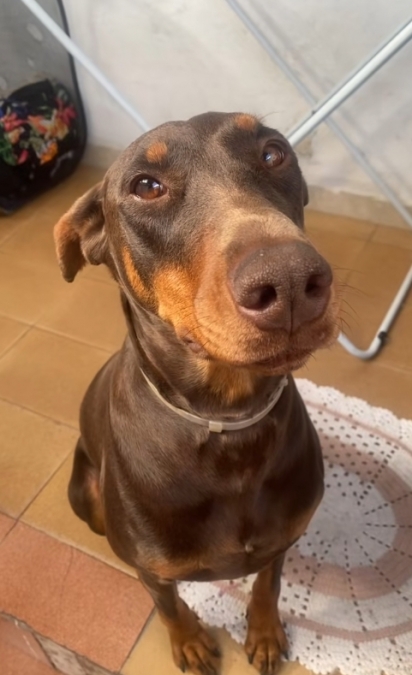 Kyra, uma cadela da raça doberman.