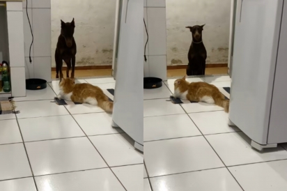 Cachorrinha doberman que não sabe que é doberman aceita ser submissa aos caprichos do gato da família