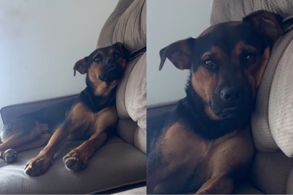 Cachorrinho lança olhar triste após sentir falta das crianças depois que elas começaram a escola.