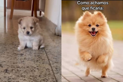 Sogra compra filhote anunciado como Lulu da Pomerânia, mas depois que pet cresce descobre erro