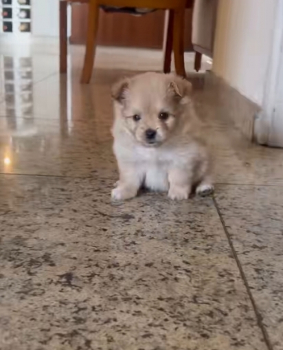 Como era o cãozinho filhote.