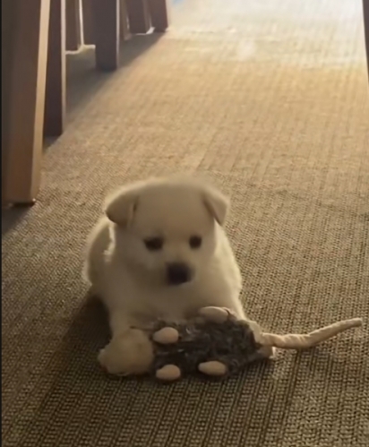 Cachorrinha Catena, quando filhote.