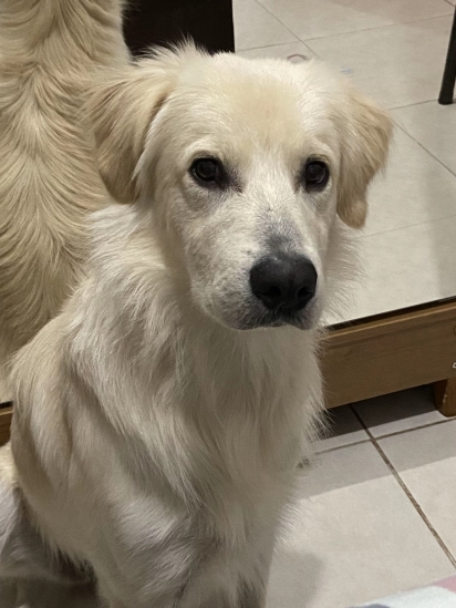 O cachorro da Ranielle Oliveira.