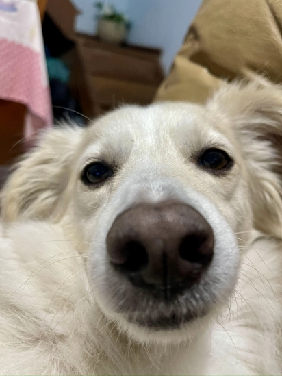 O cachorro da Gabriela.