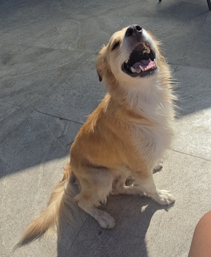 O cachorro da Caroline.