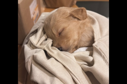 Avisada que filhote seria um golden retriever, mulher descobre engano quando pet cresce.