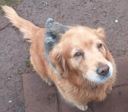 Denni, uma golden retriever de 9 anos, apareceu com um novo acessório nas costas. 