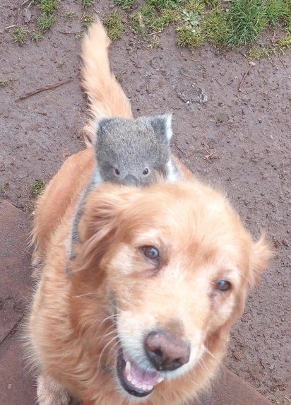 A cadela parecia muito feliz com seu novo amigo.