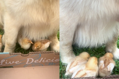 Penny virou babá dos pintinhos.