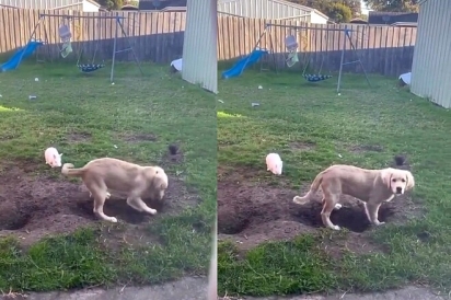 O Golden e o coelho cavaram diversos buracos no quintal de casa.