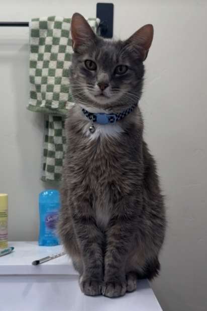 Sr. Nub é um gatinho que não gosta muito de contato físico.