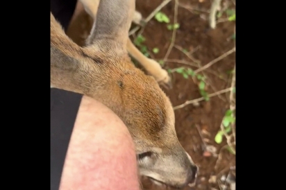 Criadora de cavalos encontra animal diferente em apuros e resgate viraliza.