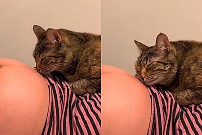 Toda carinhosa, gatinha encosta cabeça na barriga da dona como se soubesse que ali tem sua nova irmã