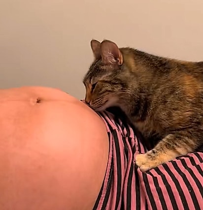 A gatinha cheirando a barriga da tutora.