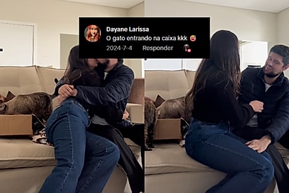 Os gatos fiscalizando a caixa que tinha o teste de gravidez.