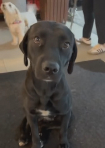 A cachorrinha Cora foi encontrada em uma cafeteria.