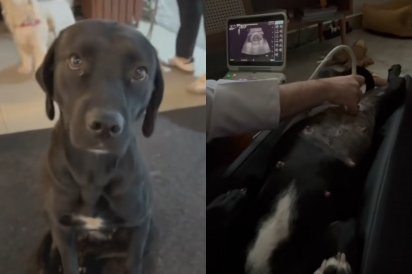 Jovem adota cachorrinha Kinder Ovo e descobre 8 surpresinhas fofas que transformam a sua vida