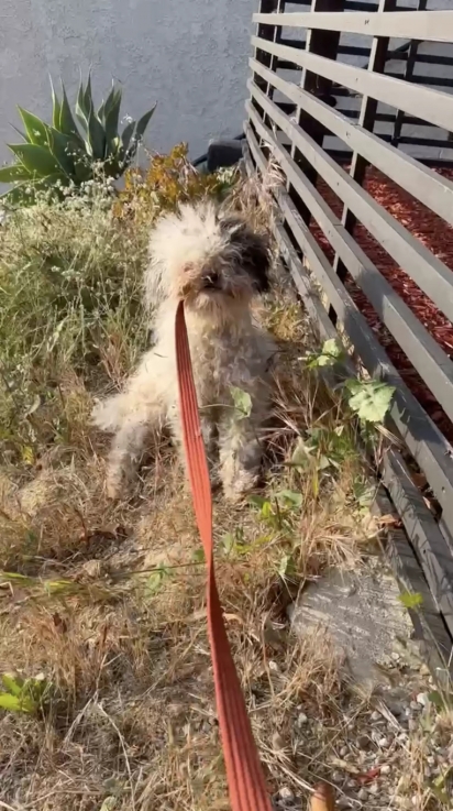A cachorrinha foi resgatada de uma situação de maus-tratos.
