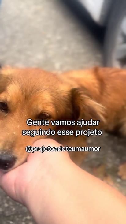 O cachorro foi resgatado do cemitério.