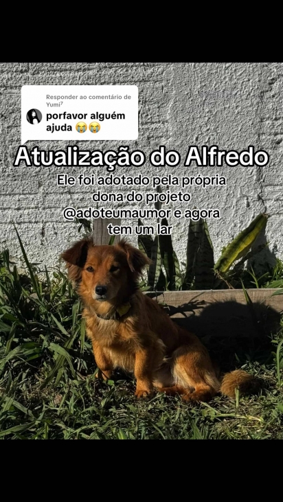 O cão foi adotado pela responsável pela ONG que o acolheu.